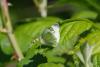 Pieris rapae